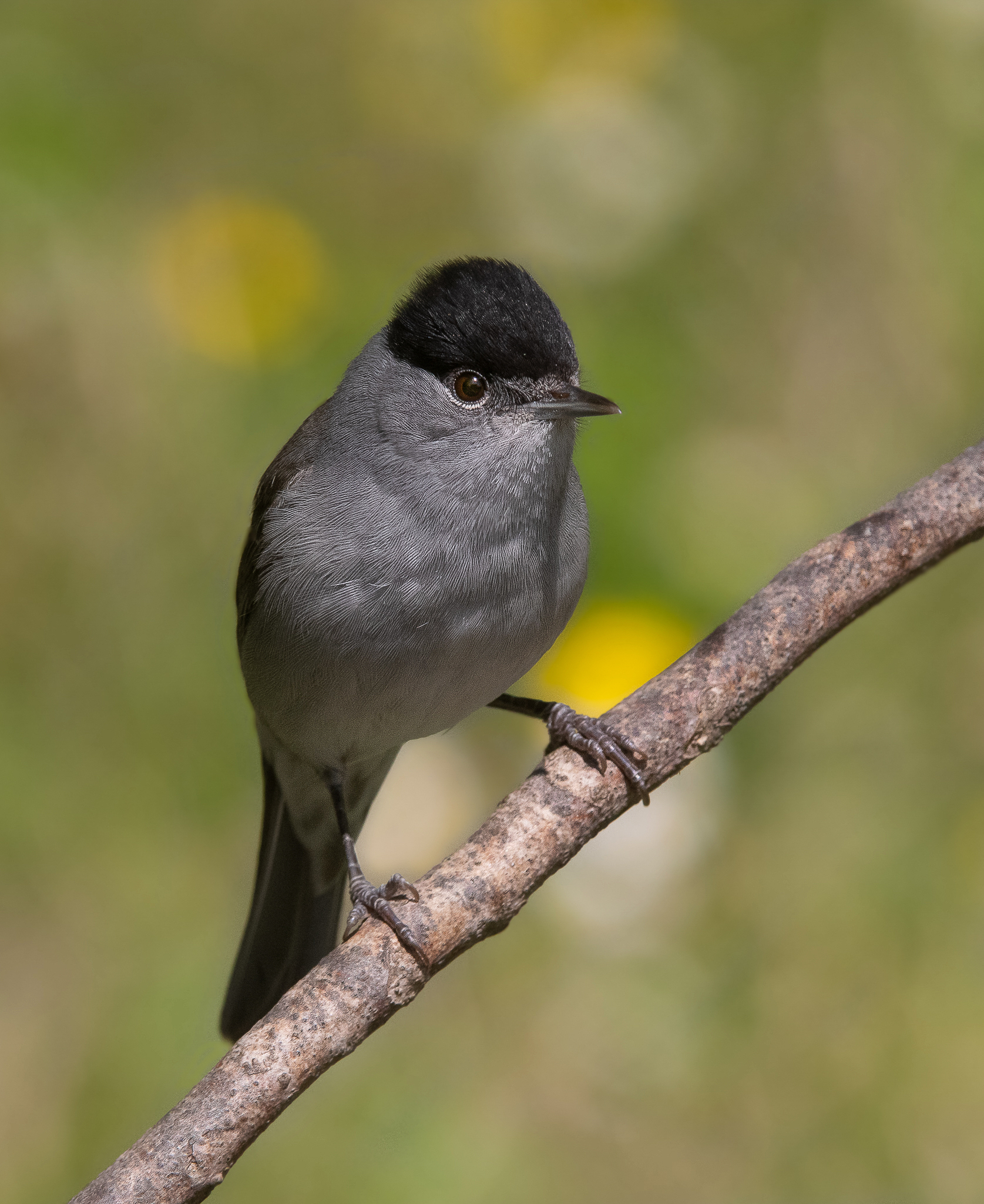 Maschietto di Capinera col cappuccio nero lucido