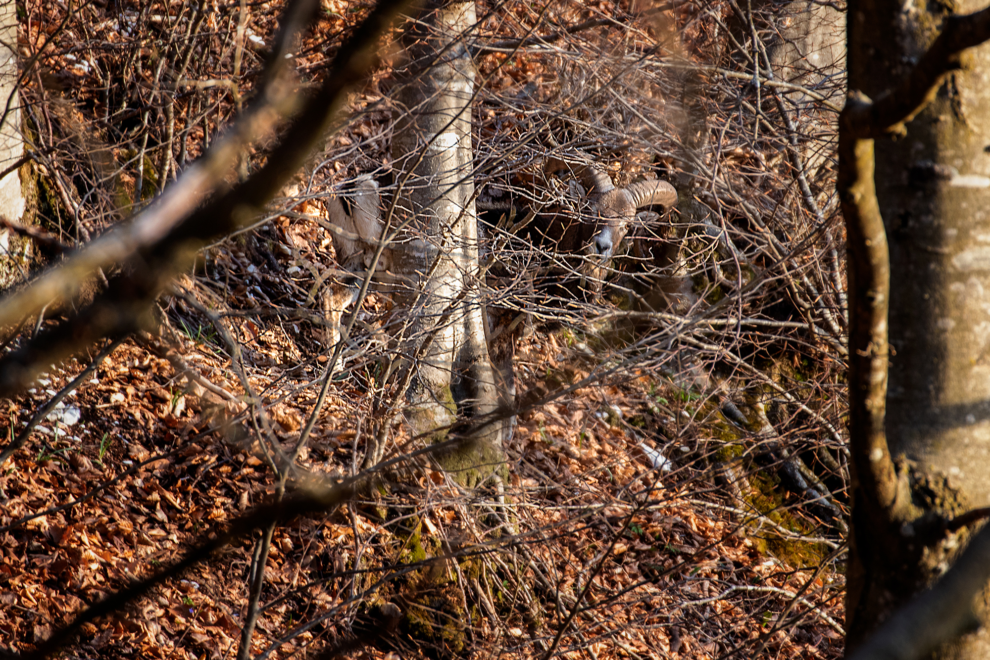 Mouflon