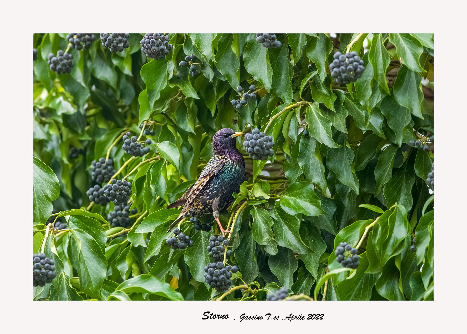 Starling