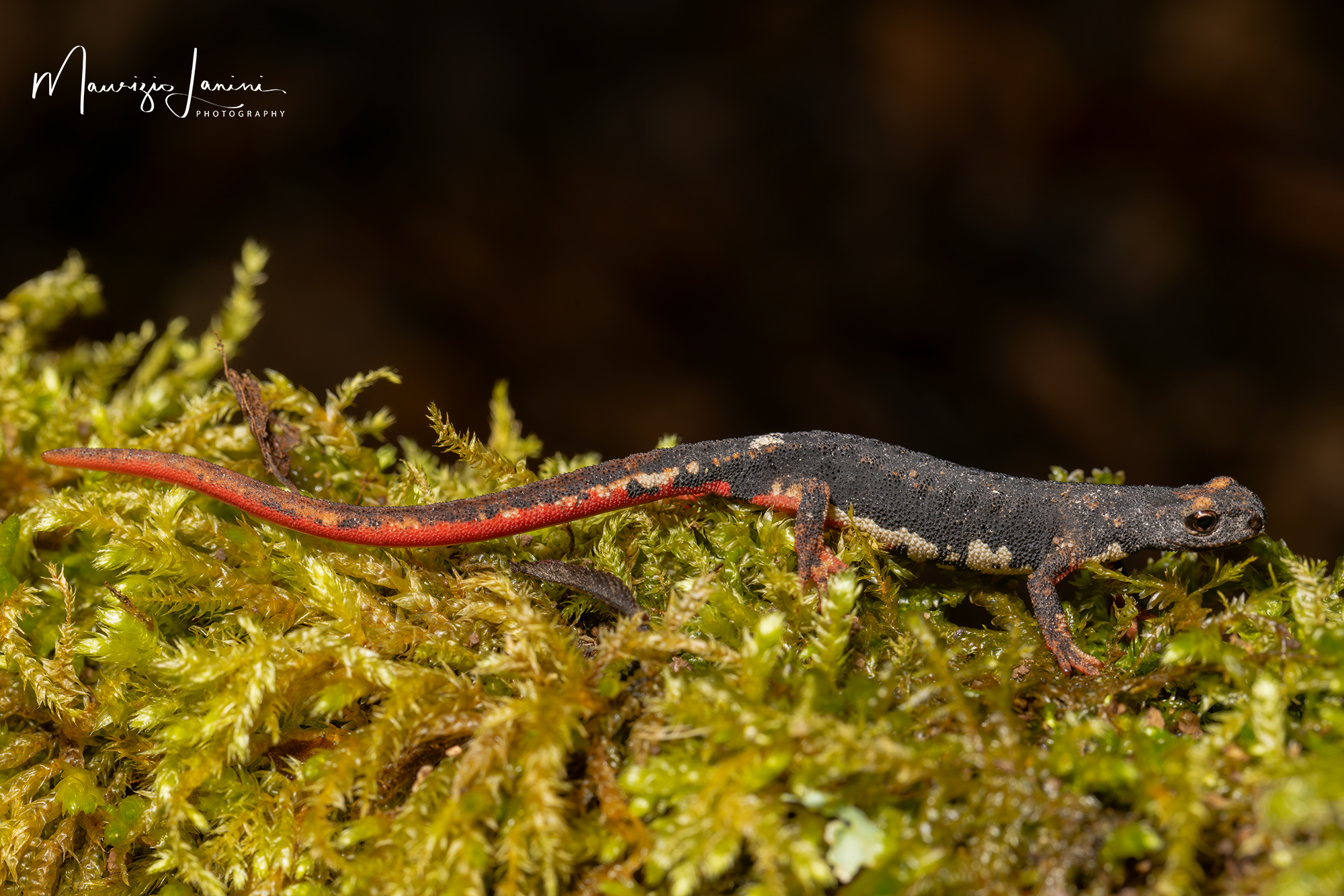 La signora del torrente