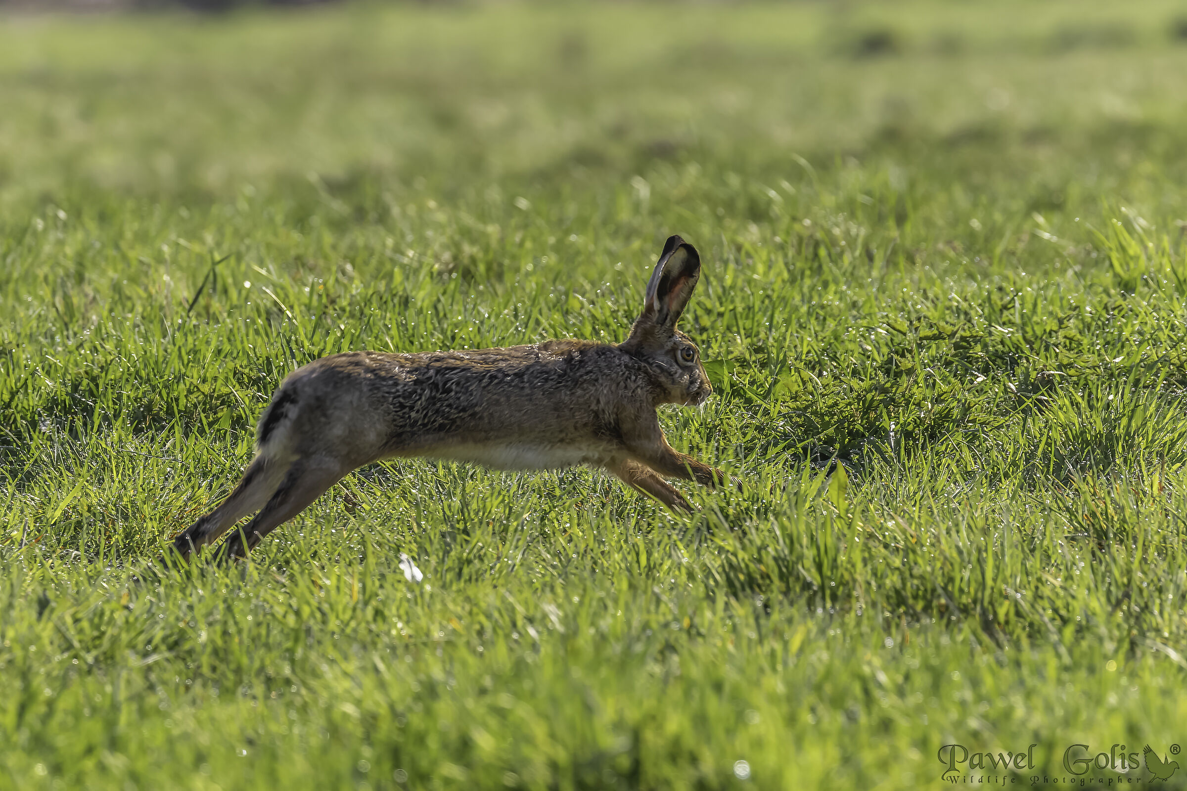 Lepre europea (Lepus europaeus)