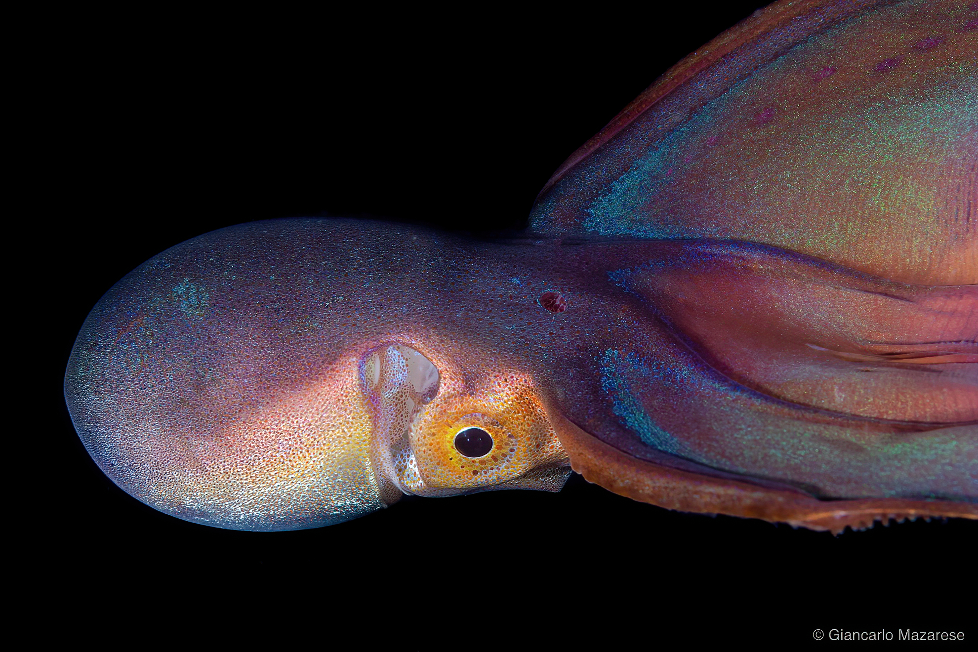Blanket octopus