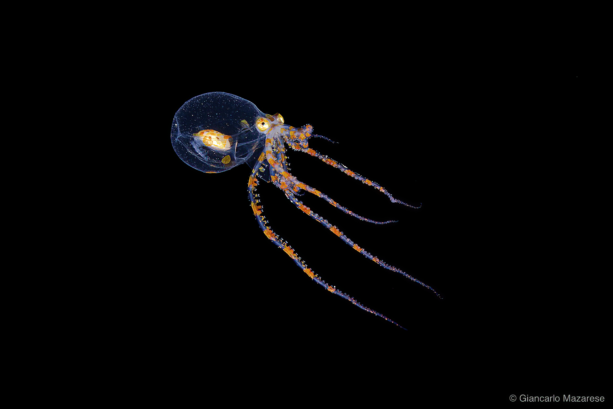 Wunderpus photogenicus