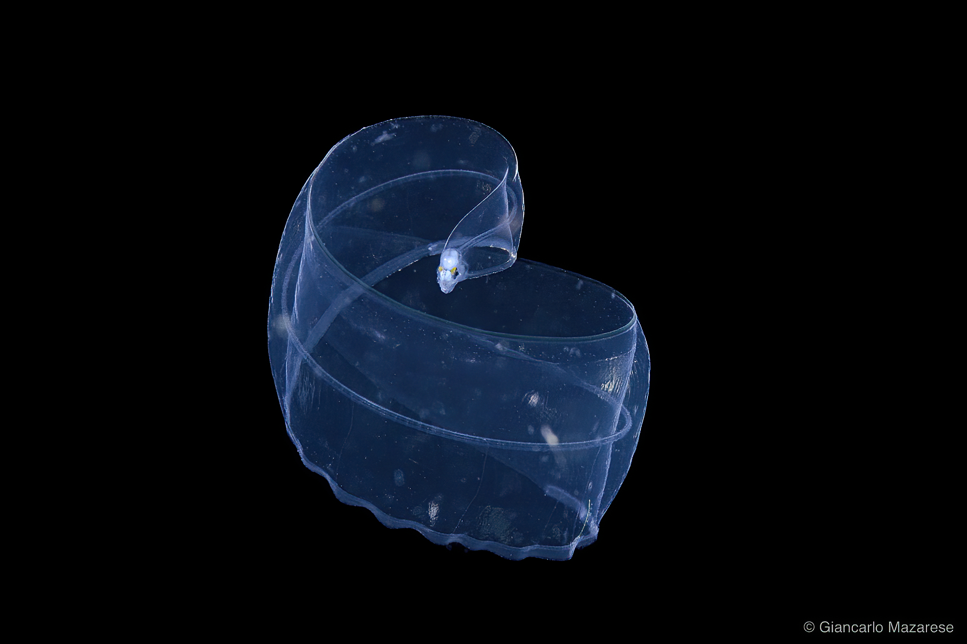 Rhinomuraena quaesita