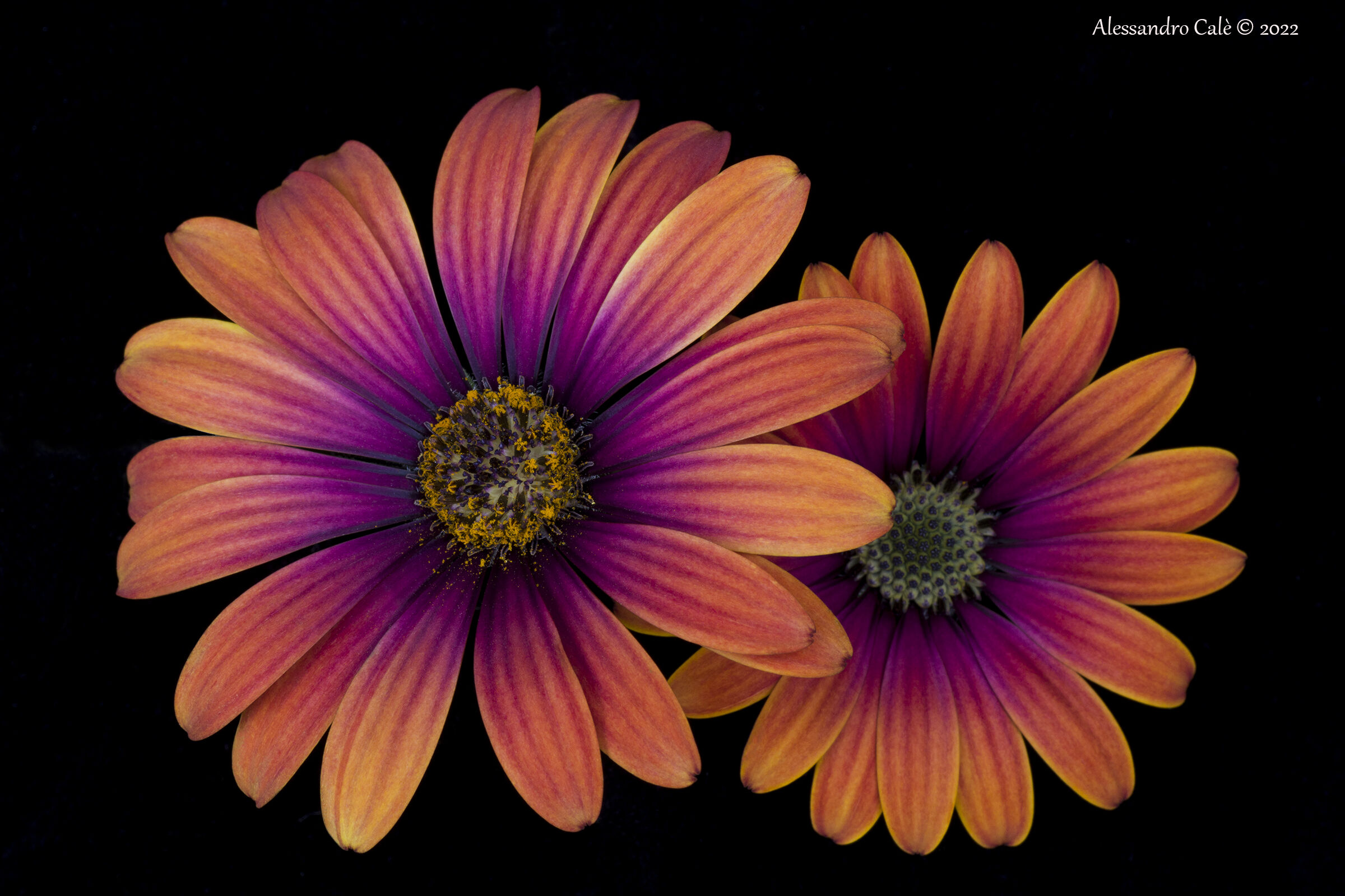 Dimorphotheca (African Daisy) 5756