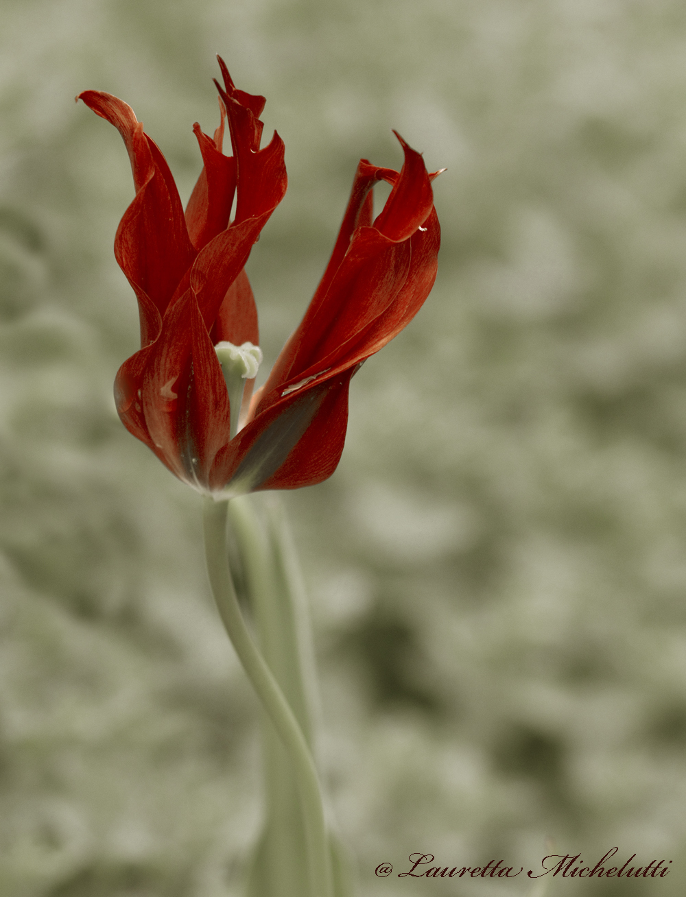 red