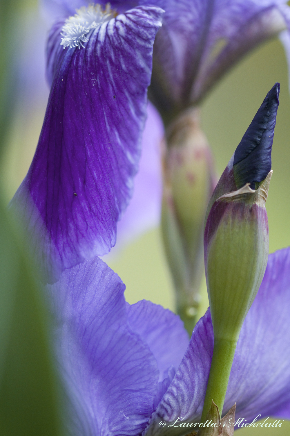 lilac
