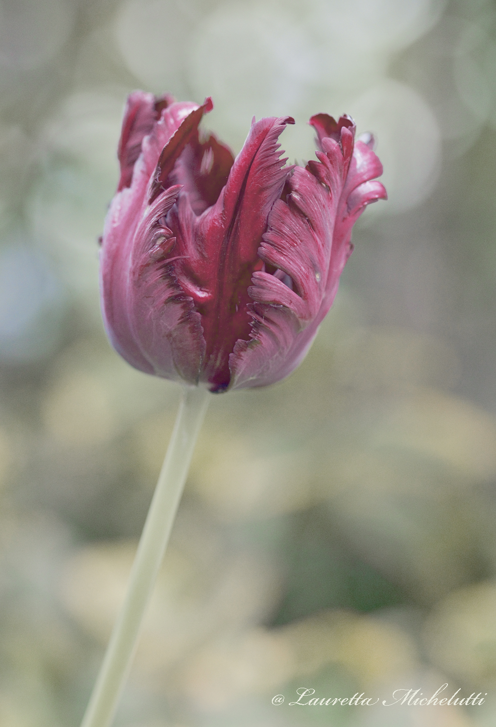 spring