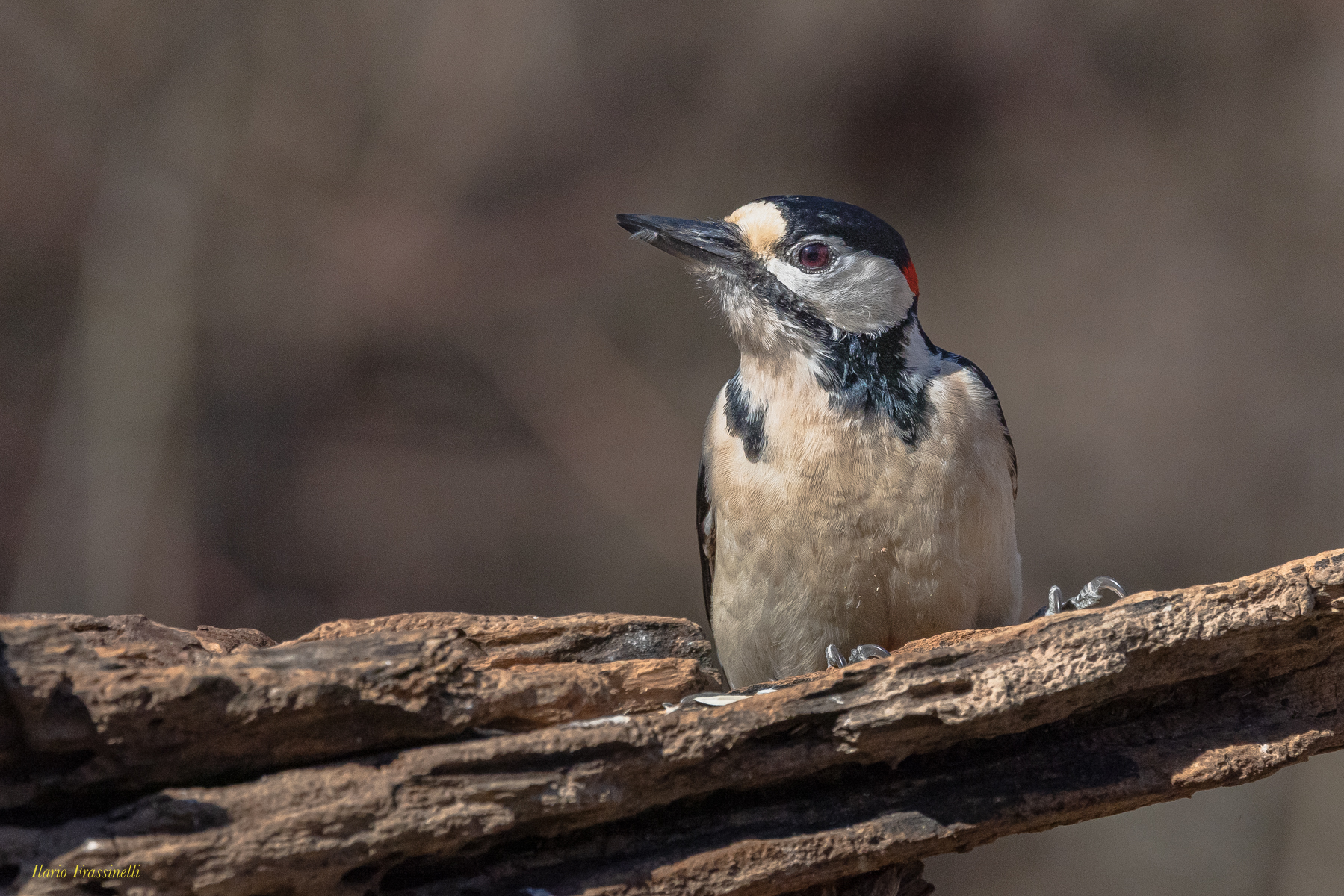 Picchio rosso maggiore