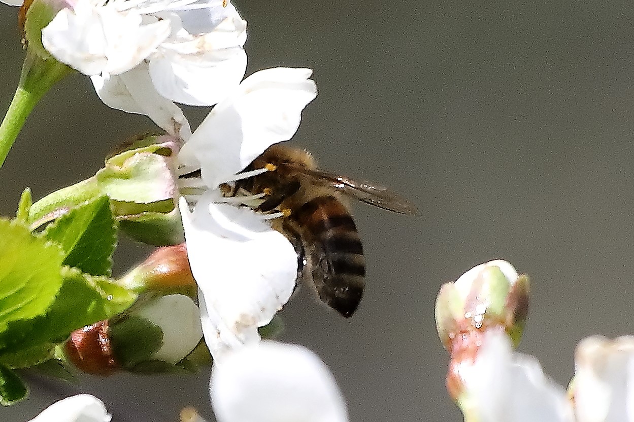 bee 05-04-2022