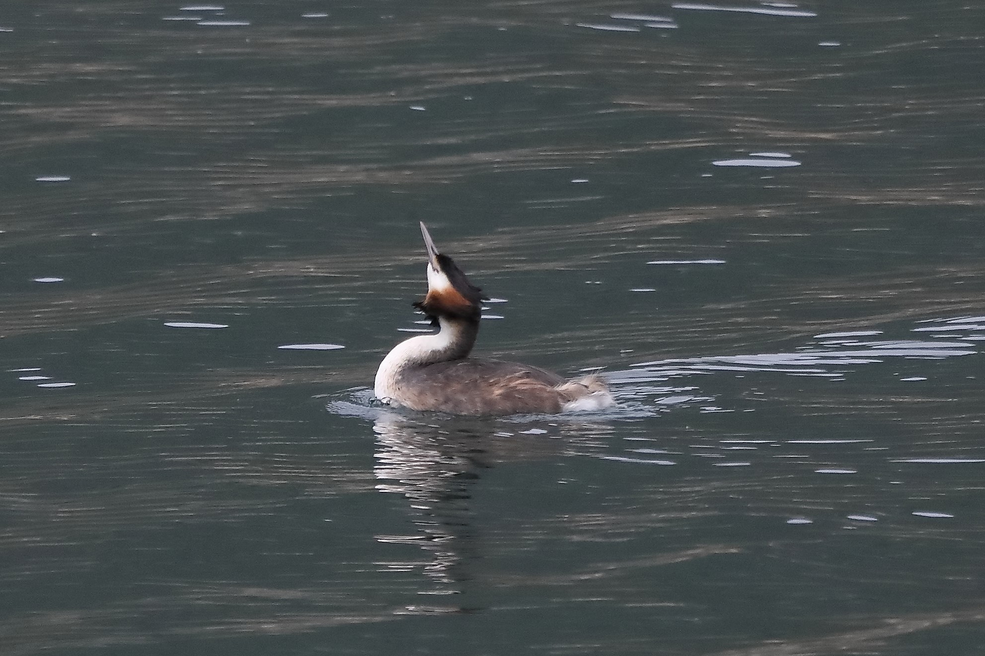 grebe 07-04-2022
