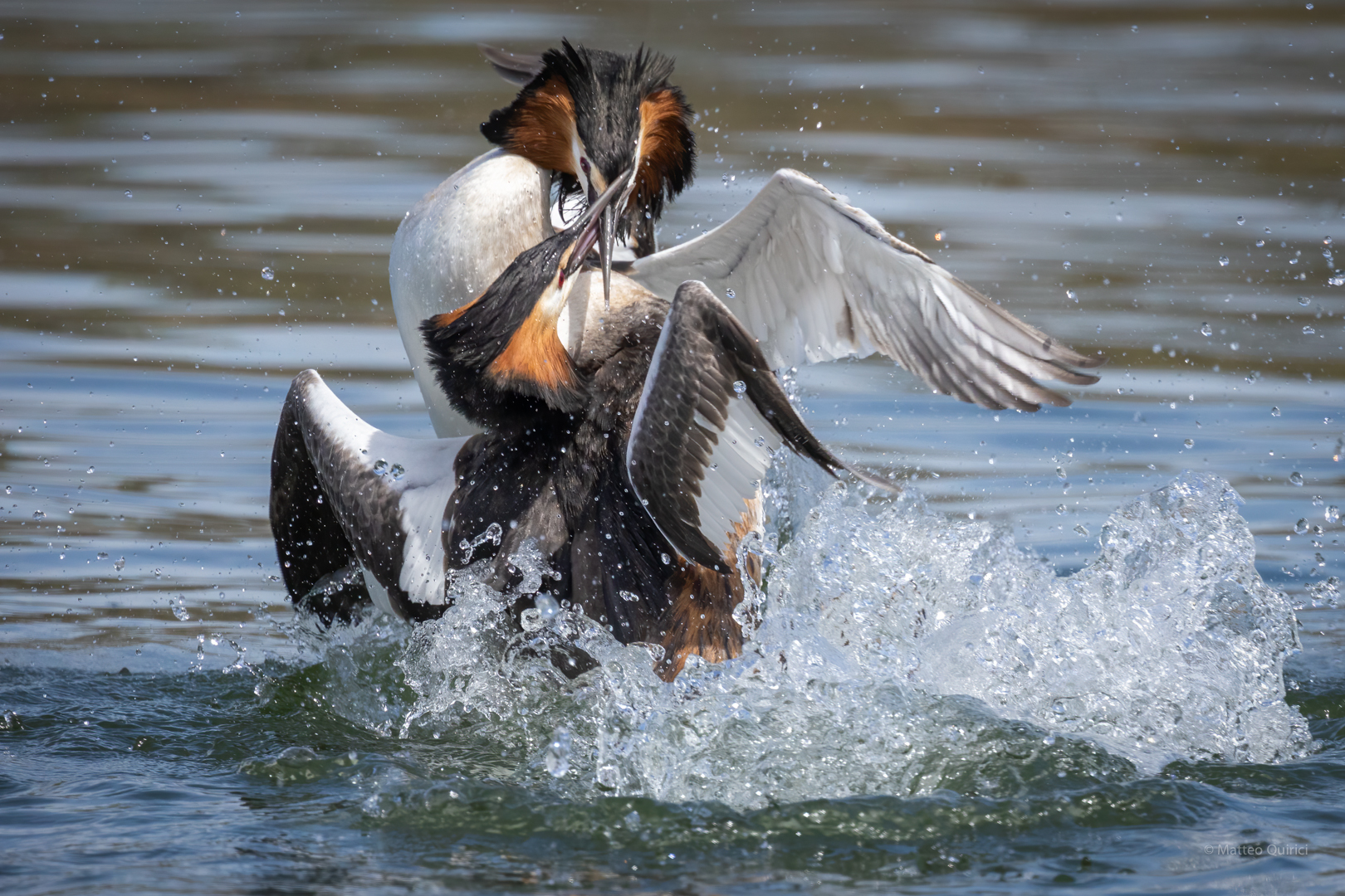 "C'è baruffa nell'aria!"