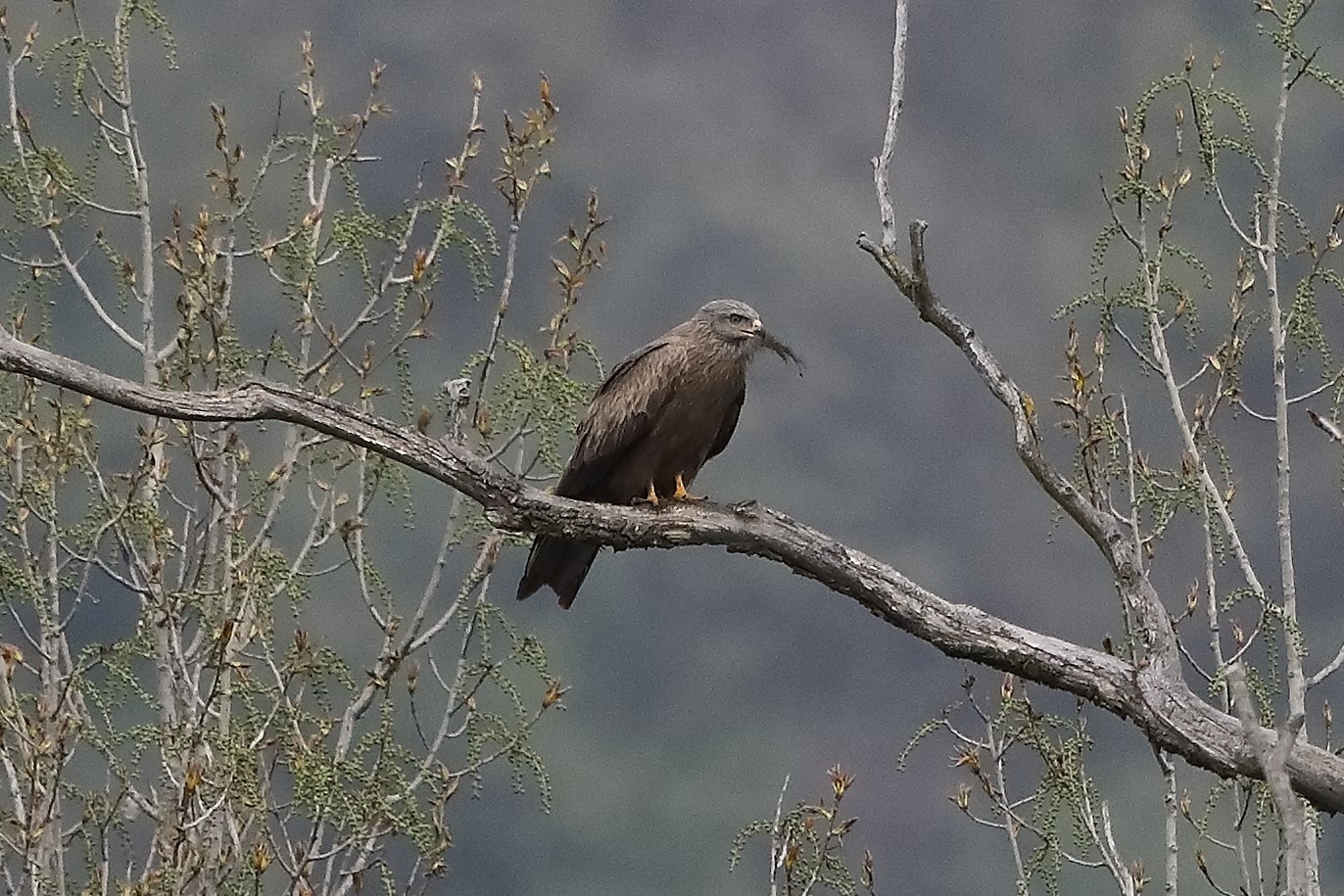 black kite 07-04-2022
