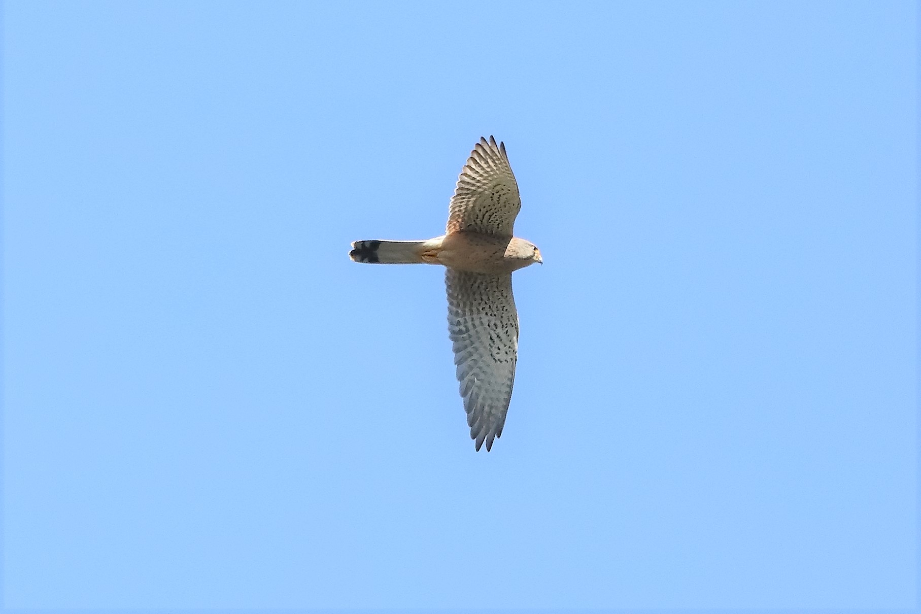 kestrel 08-04-2022