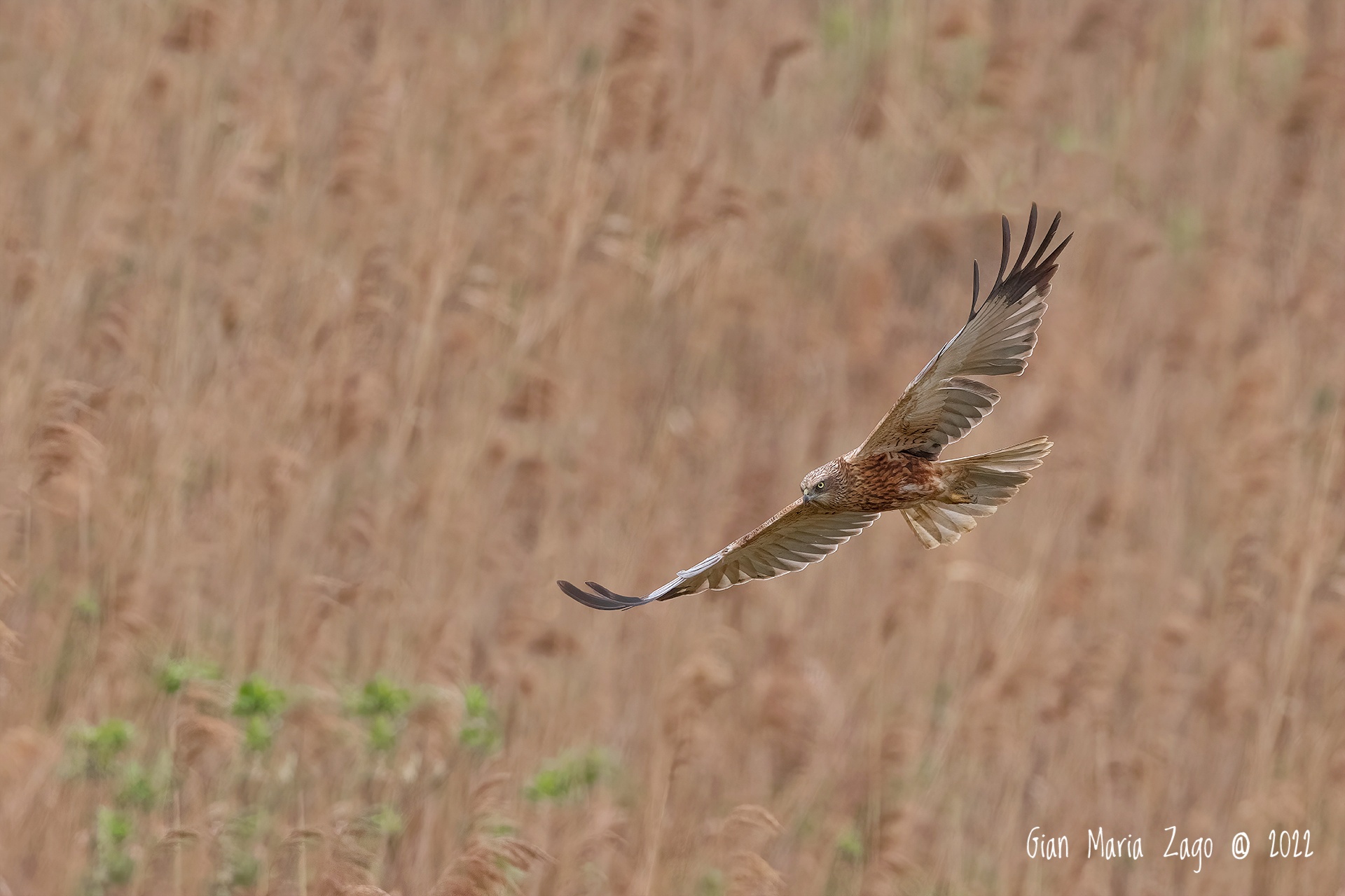 Male marsh falcon