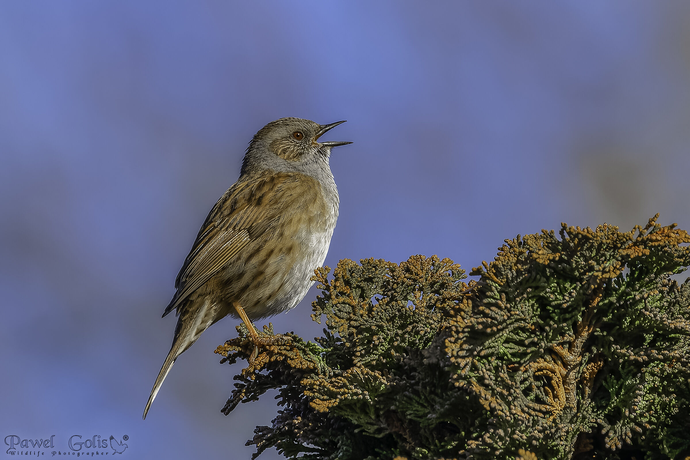 Dunnock (Prunella modularis)