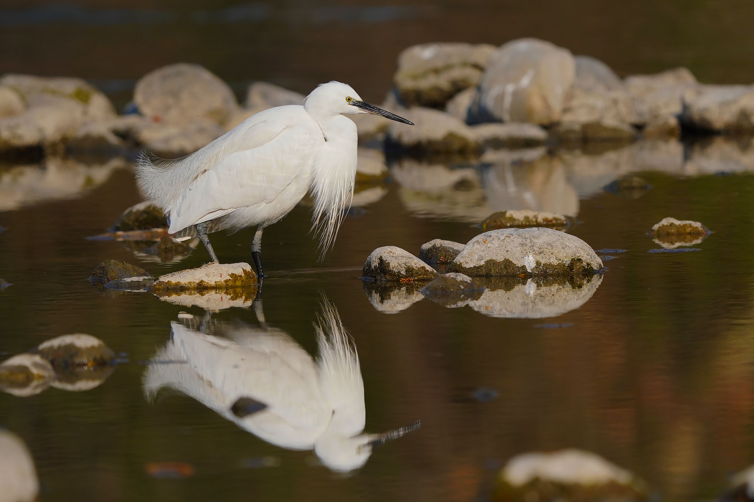 egret