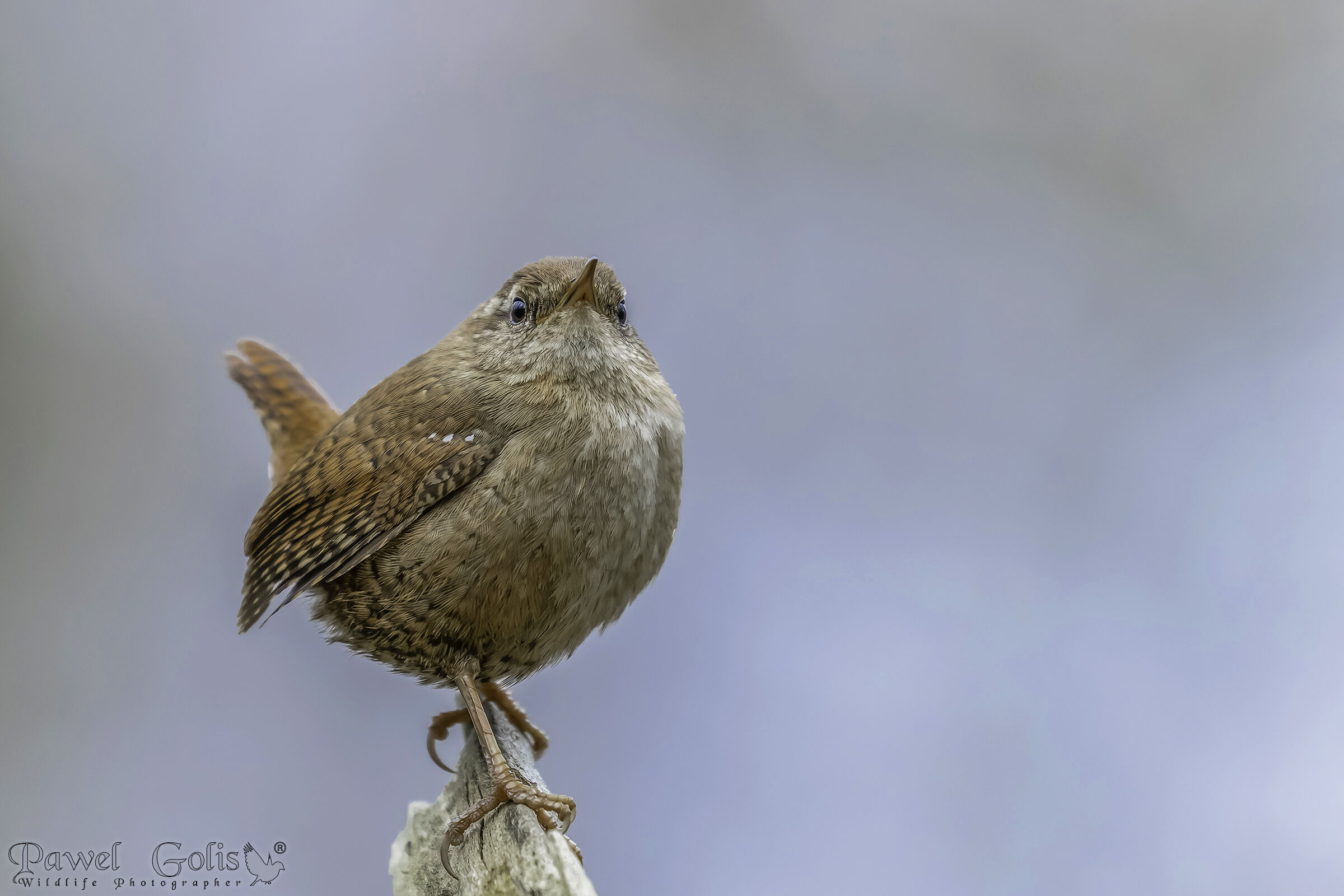 Scricciolo eurasiatico ( Troglodytes troglodytes)