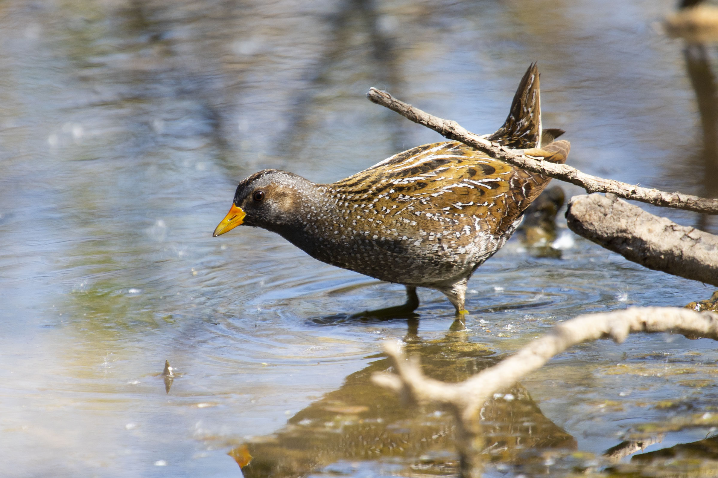 voltolino (Porzana porzana)