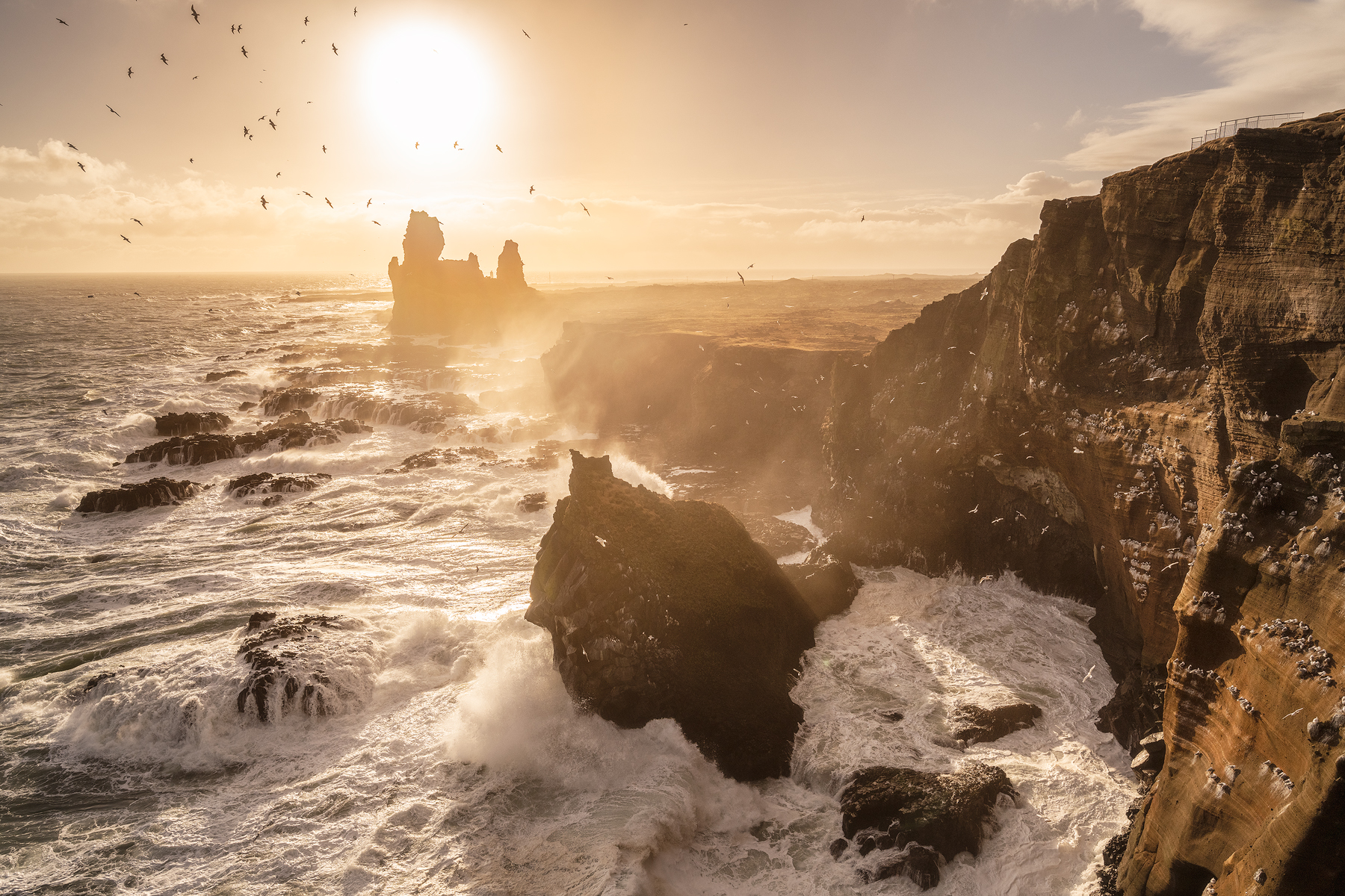 Il regno dei gabbiani