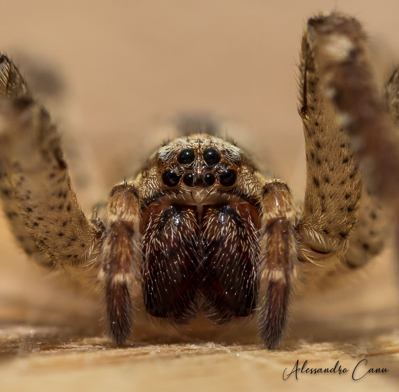 Spider's portrait