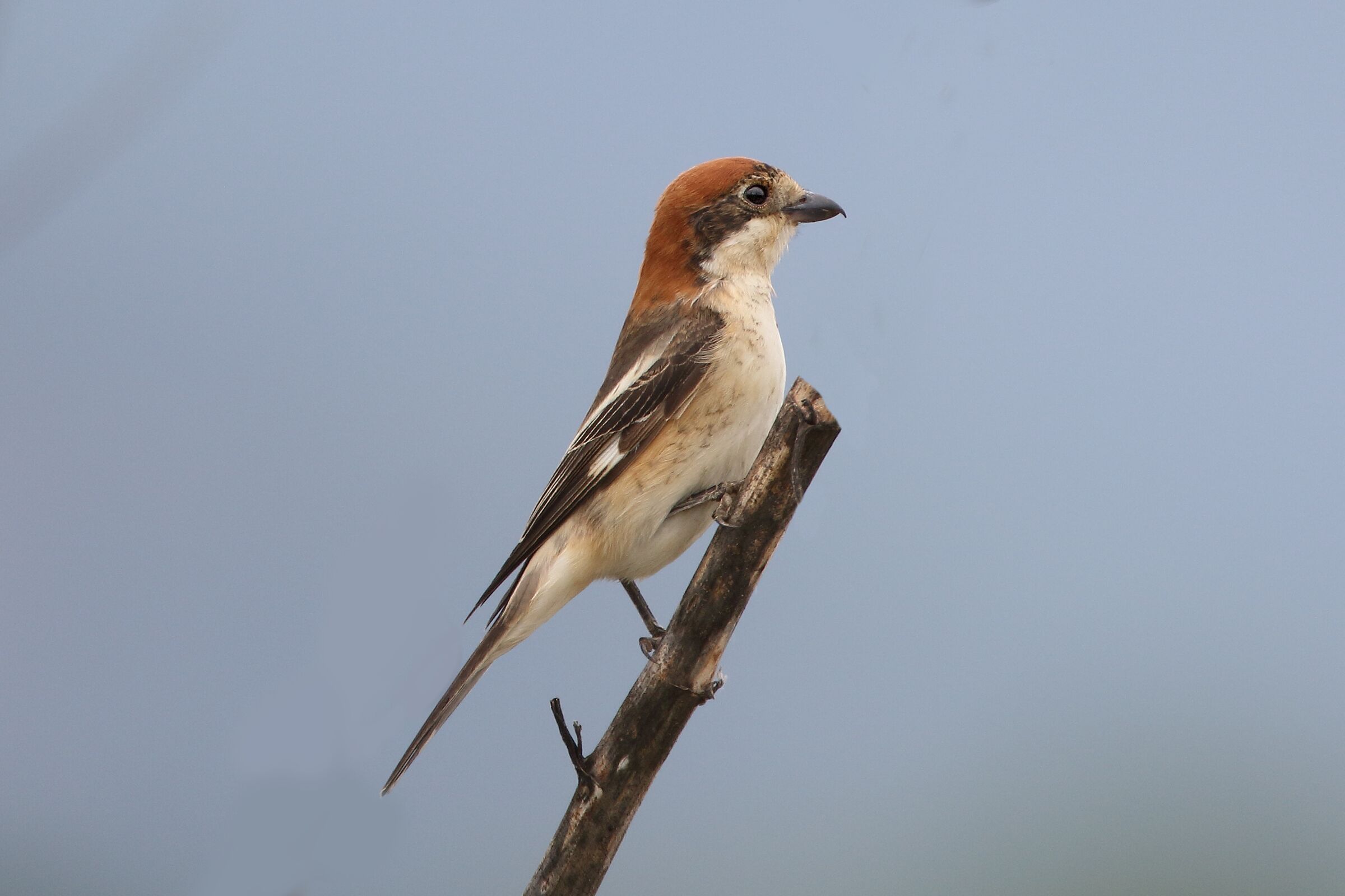 Woodchat shrike
