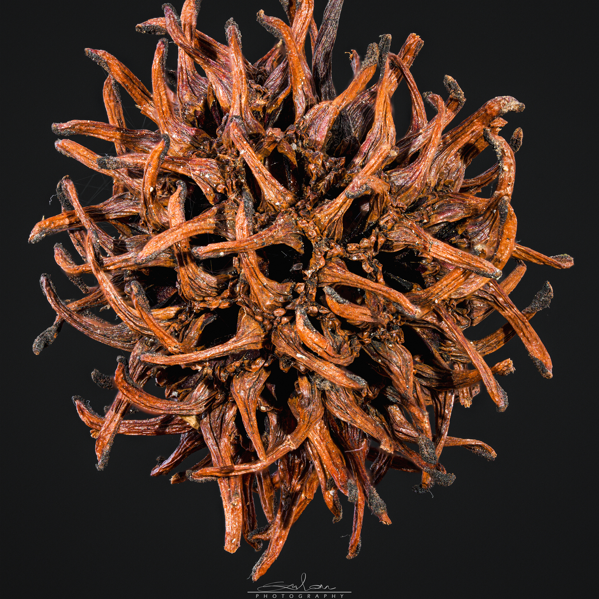 Liquidambar Styraciflua