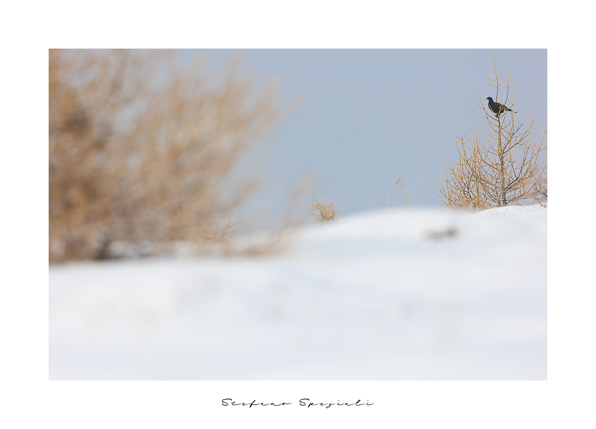 Fagiano di monte - Lyrurus tetrix