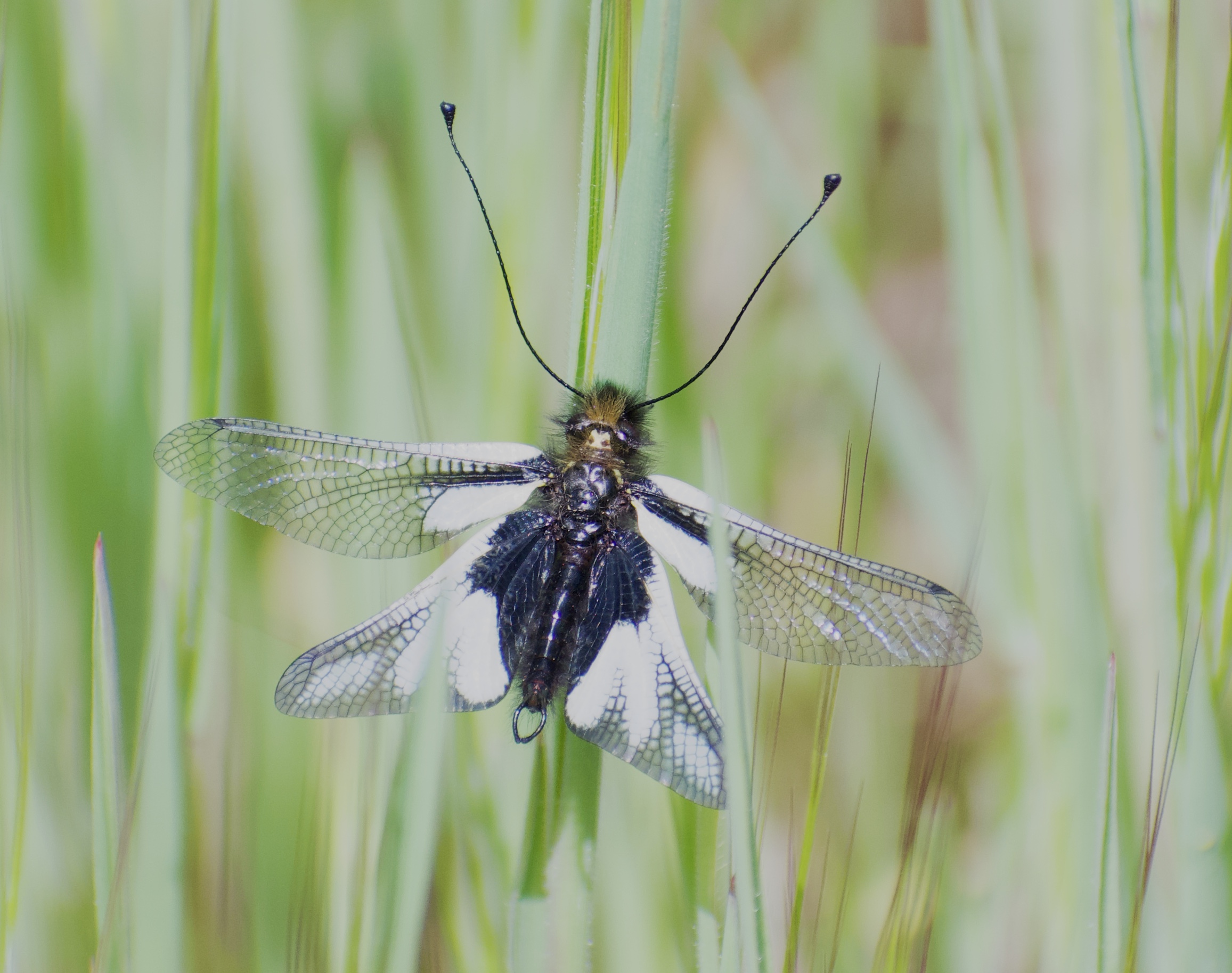 aiuto, che insetto ho fotografato ???