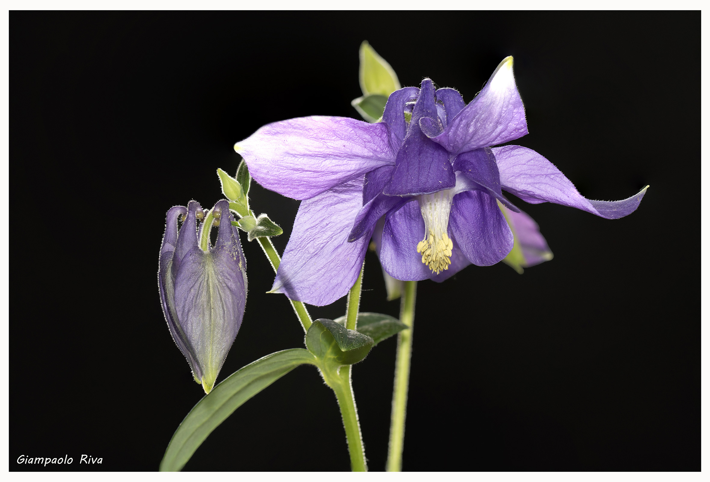 Blue Aquilegia