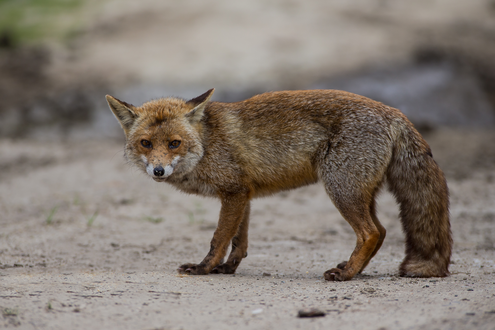 Vecchia combattente stanca