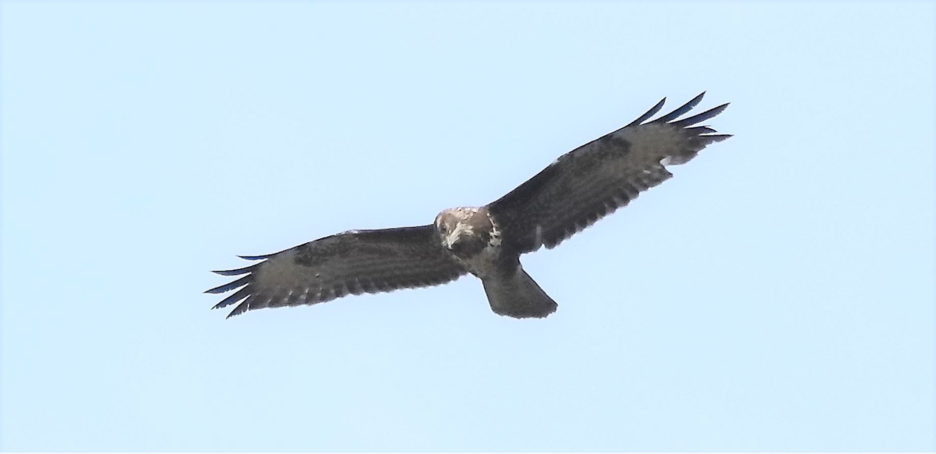 buzzard 17-04-2022