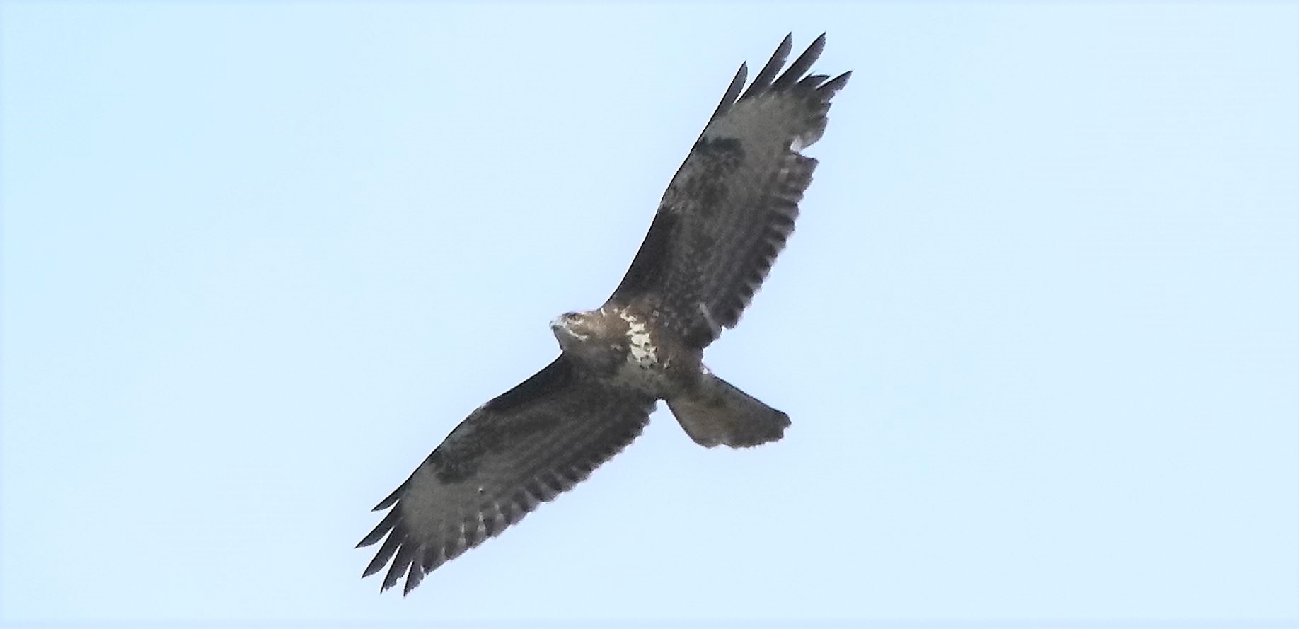 buzzard 17-04-2022