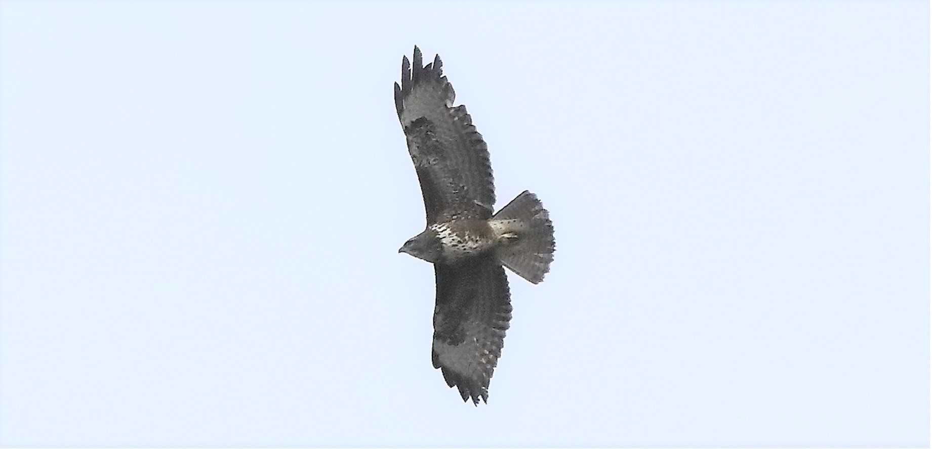 buzzard 17-04-2022