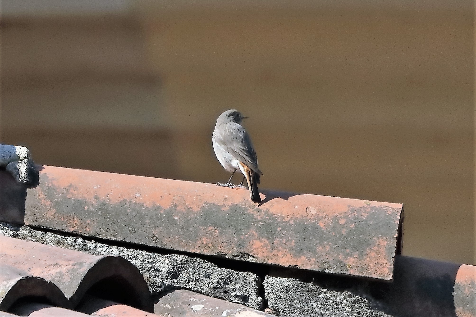 redstart 18-04-2022