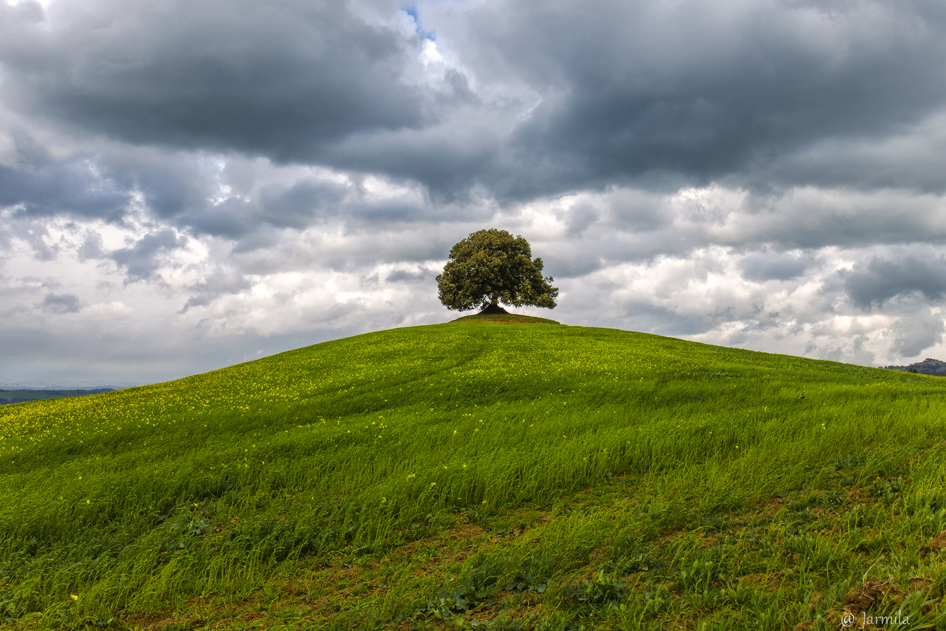 Il maestoso Leccio sotto pioggia e vento