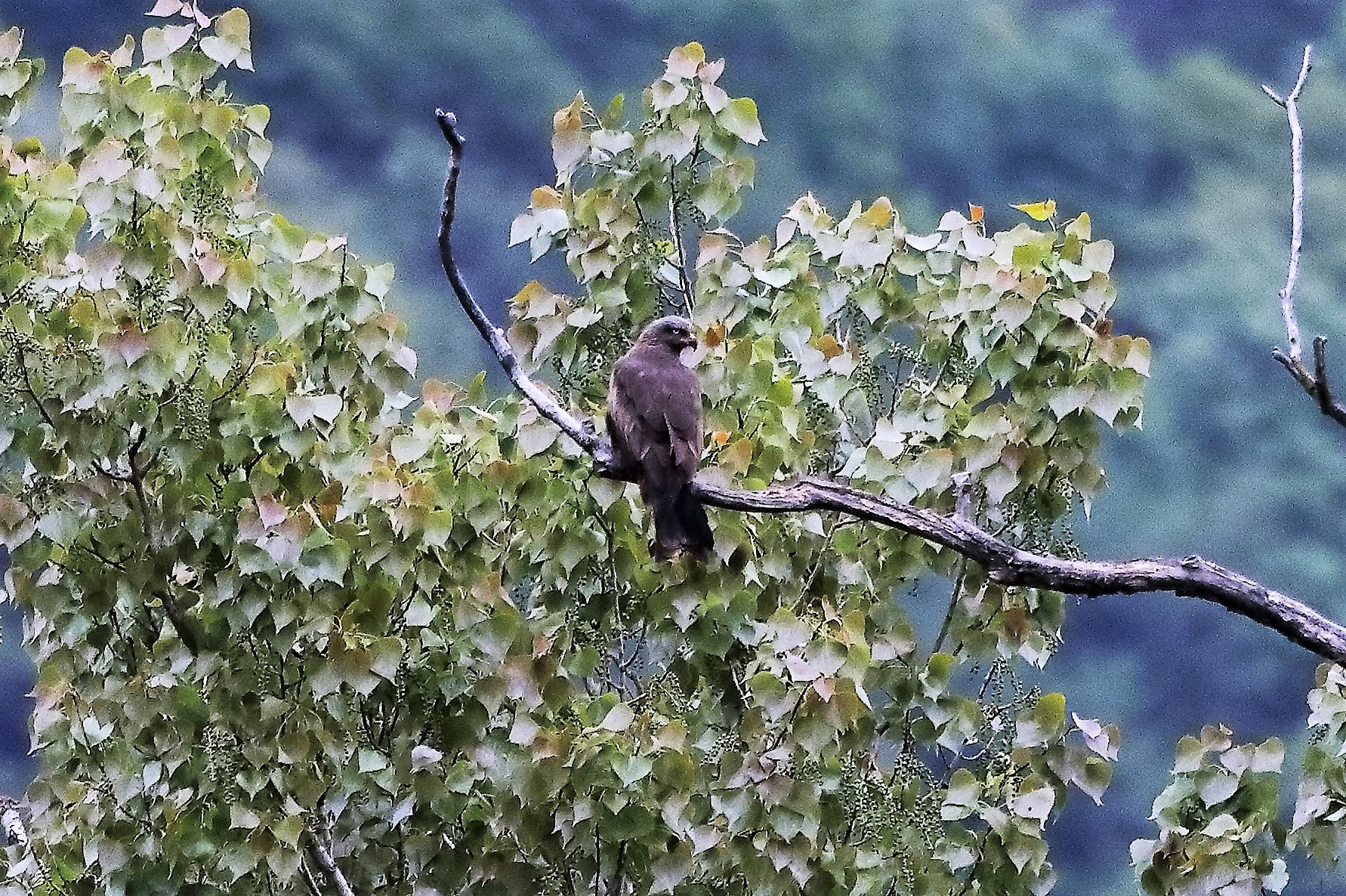 Black kite 20-04-2022