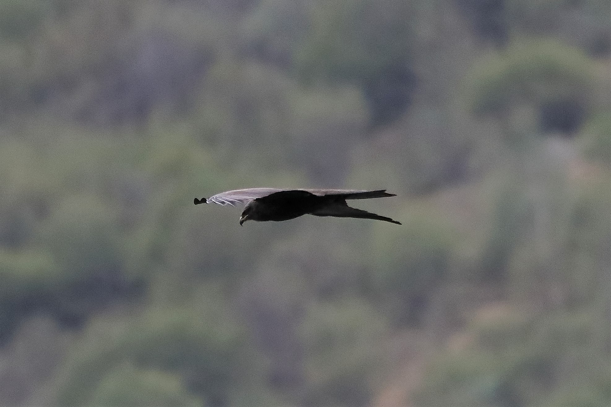 brown kite 24-04-2022