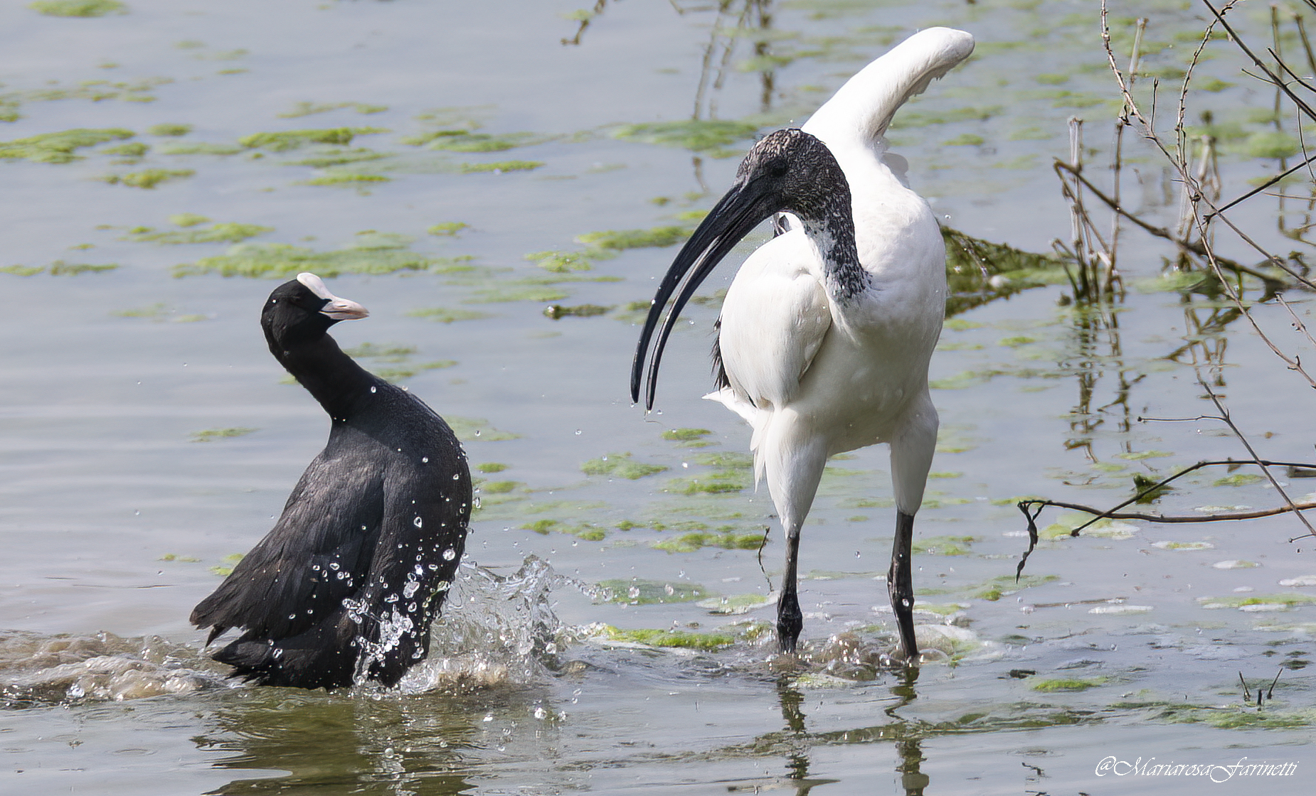 Folaga Vs Ibis Sacro a difesa del nido