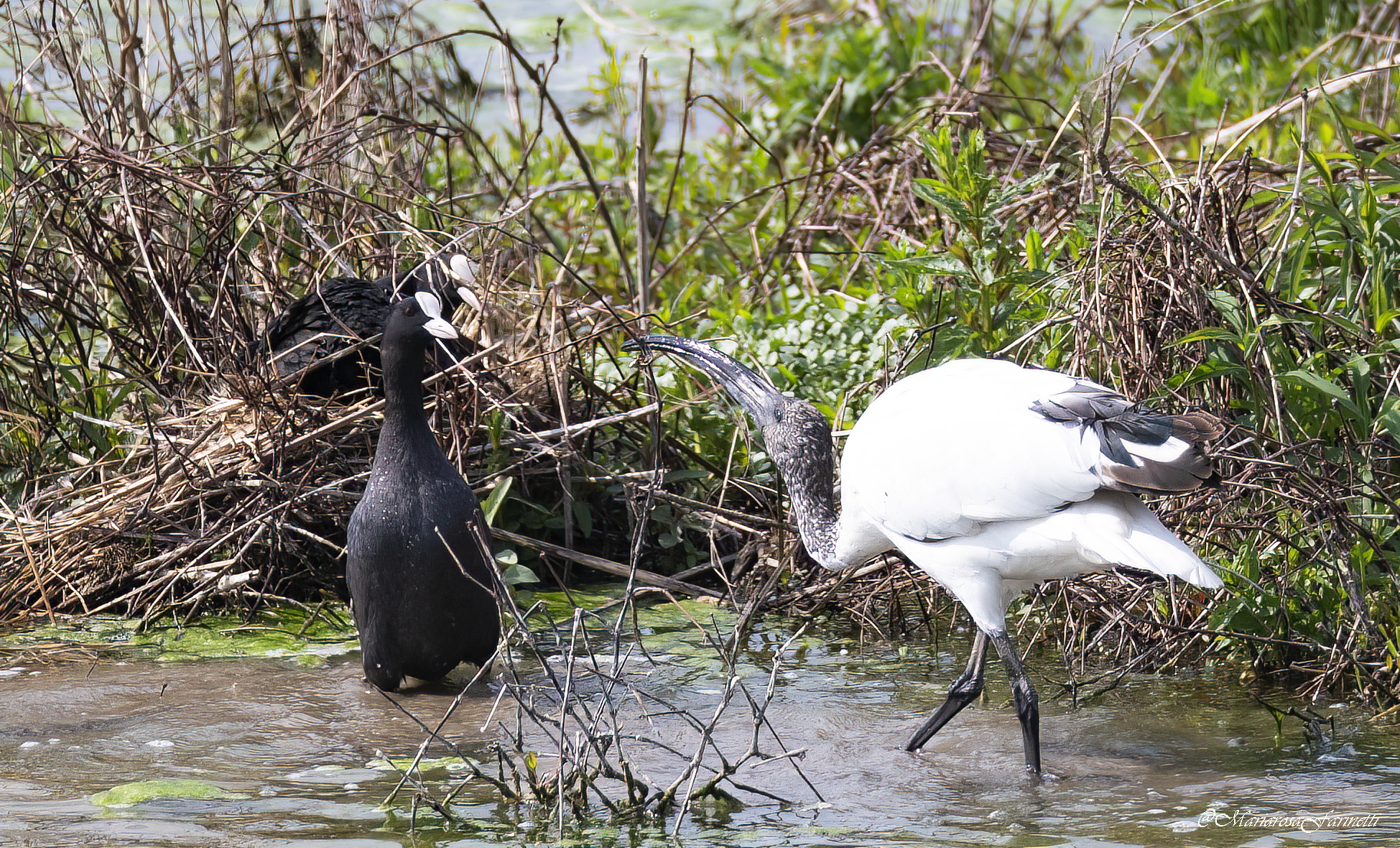 Folaga Vs Ibis Sacro a difesa del nido