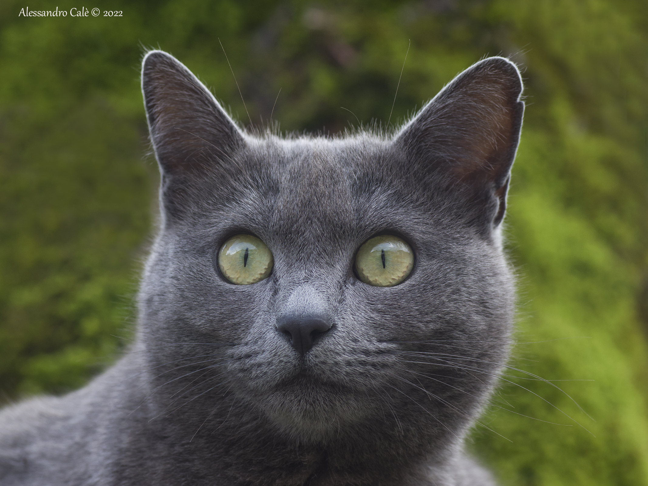 Lo sguardo furbo di Cenerina 5831