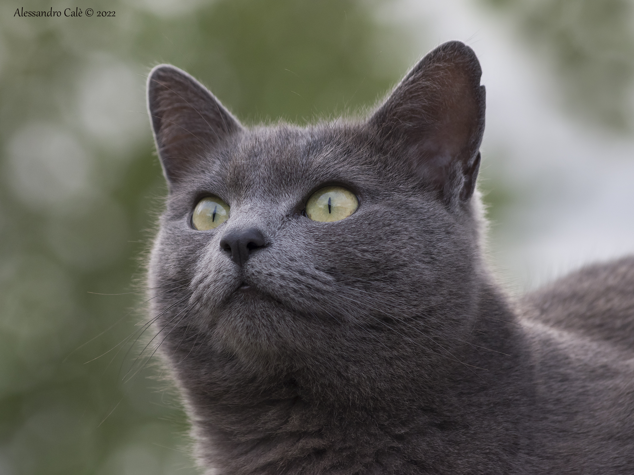 Lo sguardo furbo di Cenerina 5852