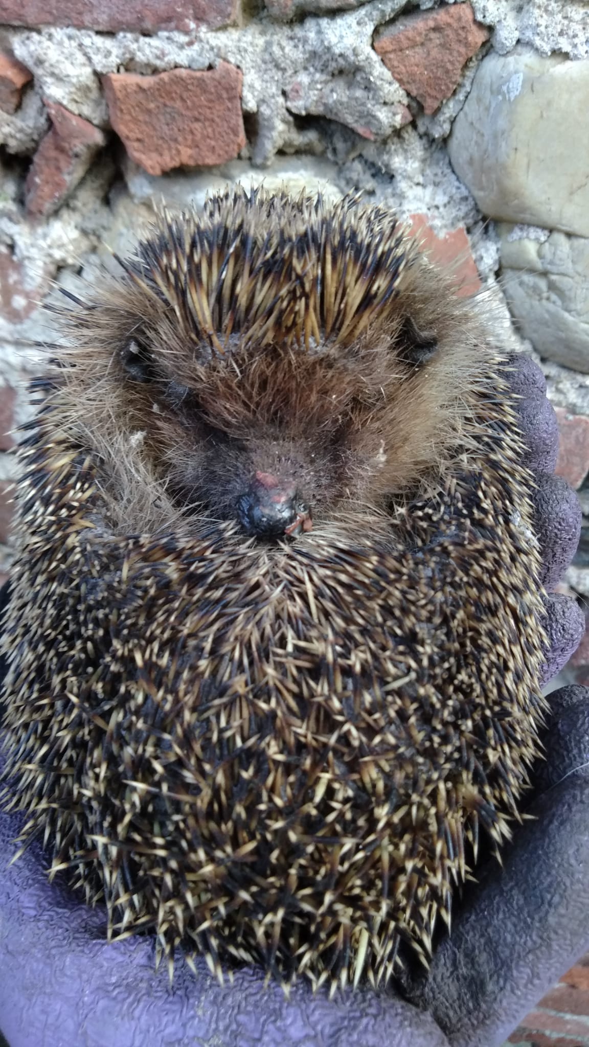 Hedgehog
