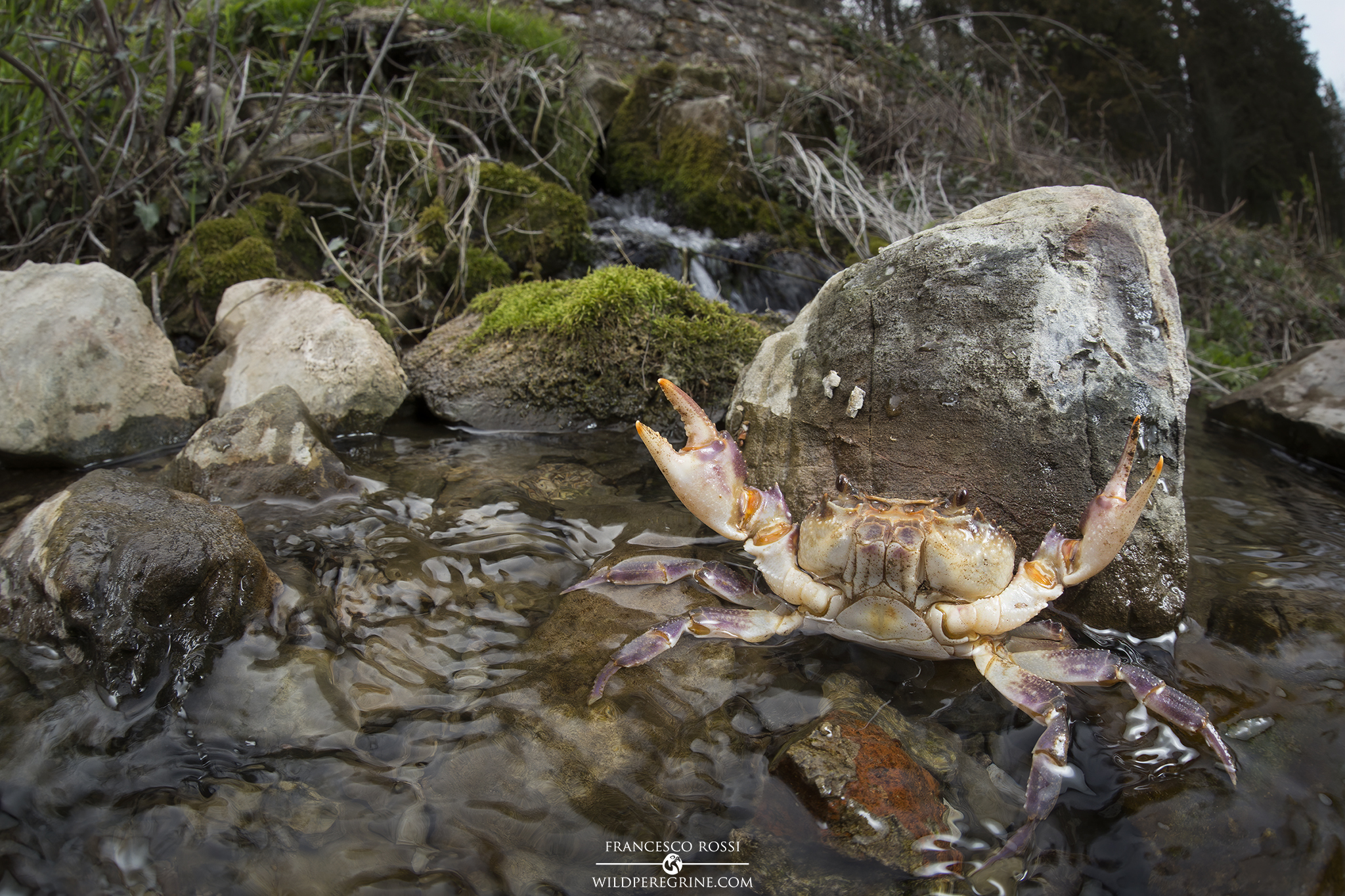River crab (Potamon fluviatile)