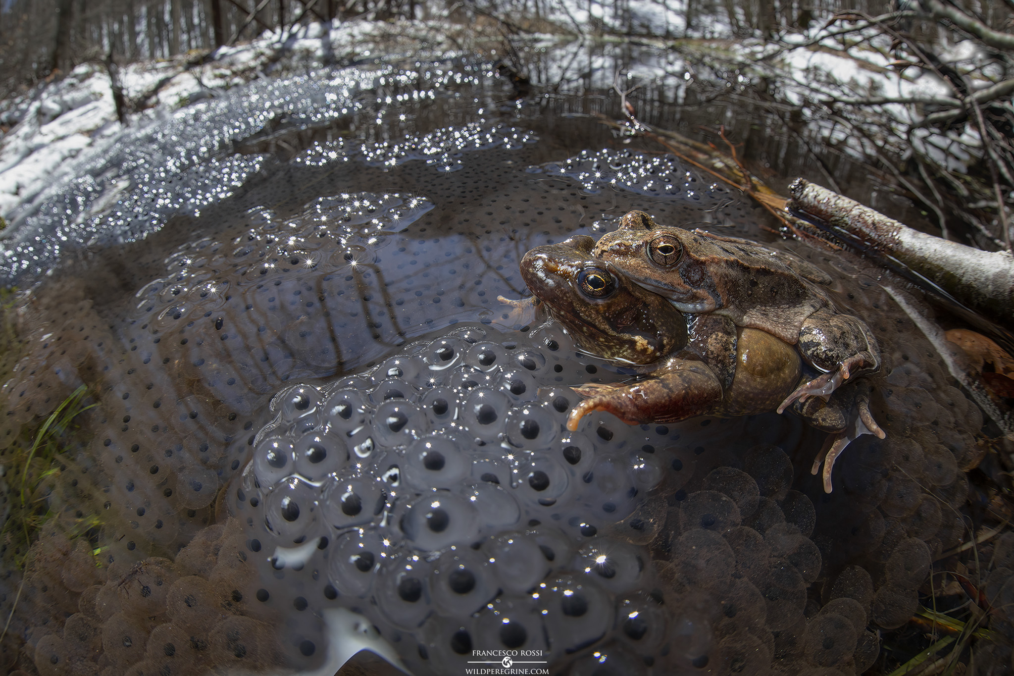 Frog Temporaria mating