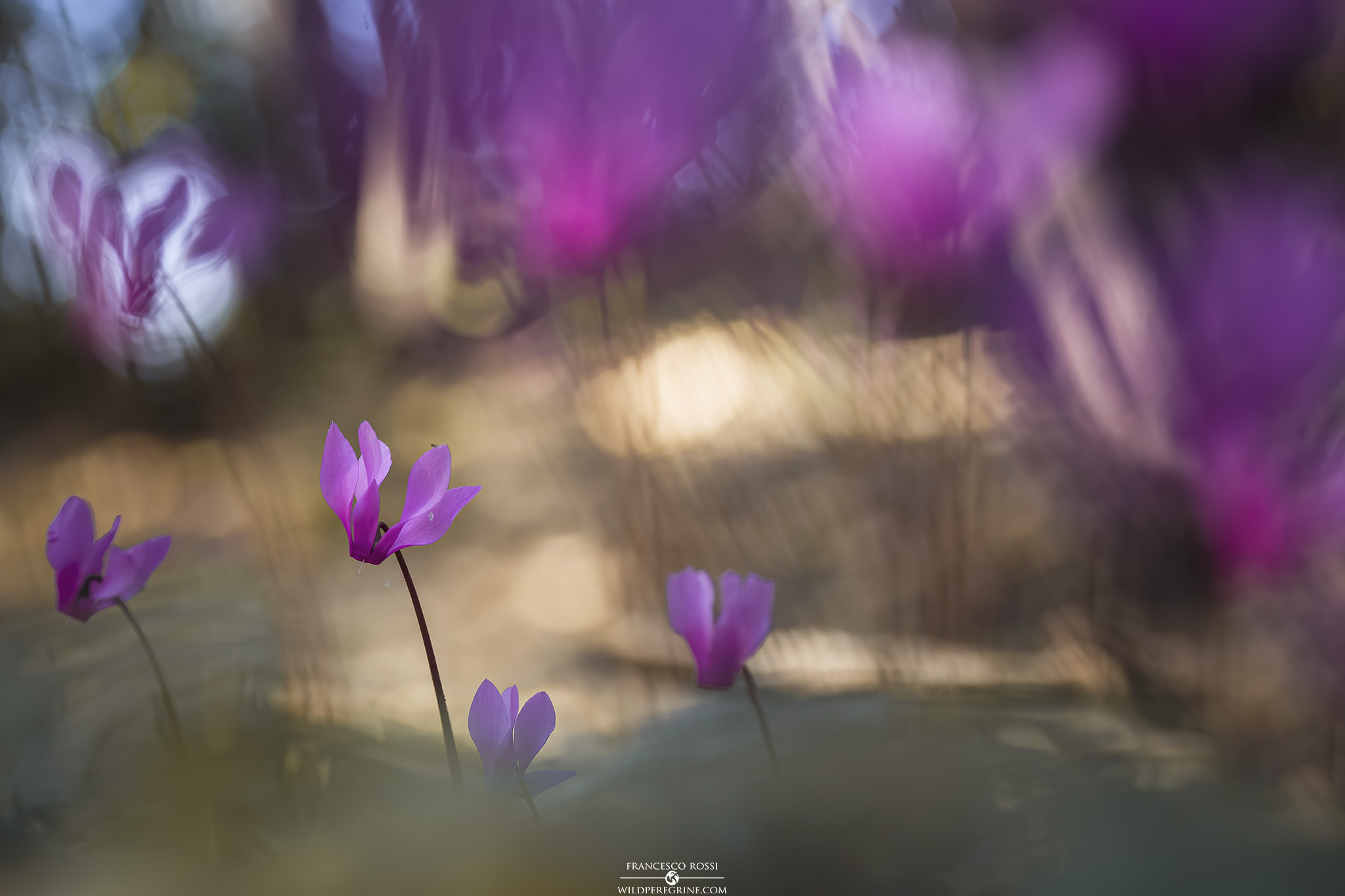Wild Cyclamen (Cyclamen repandum)
