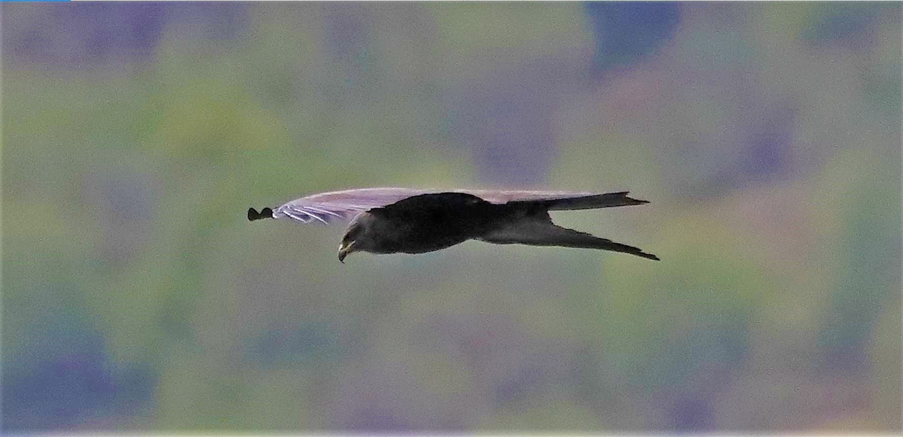 Brown kite April 2022