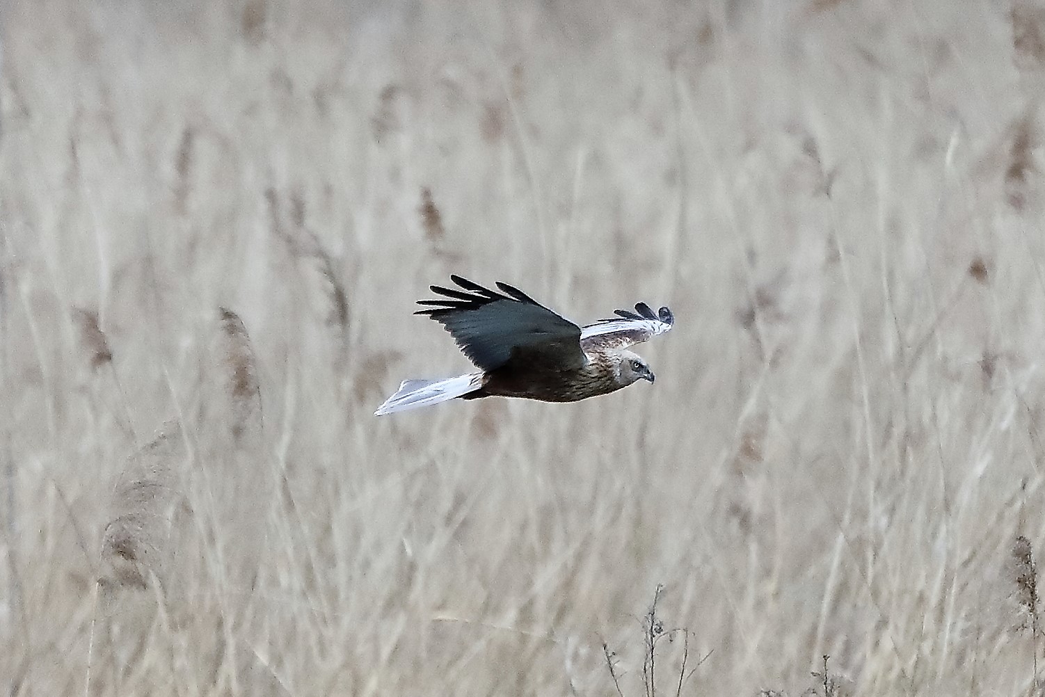 marsh harrier 04-04-2022