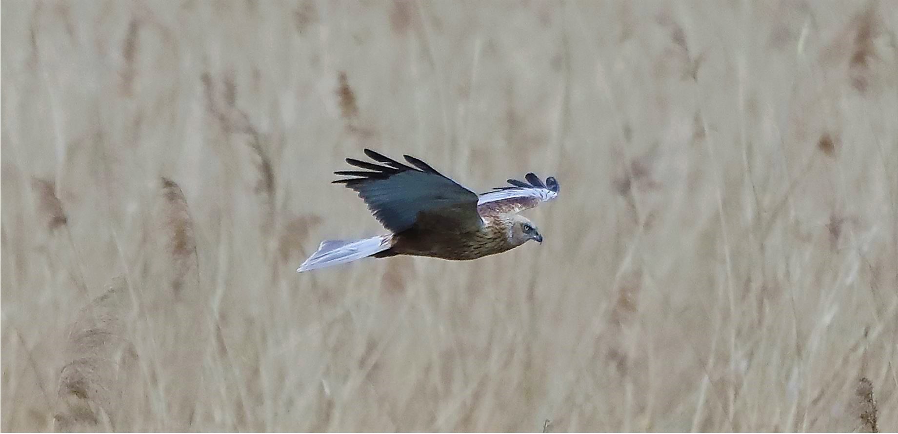 marsh harrier 04-04-2022