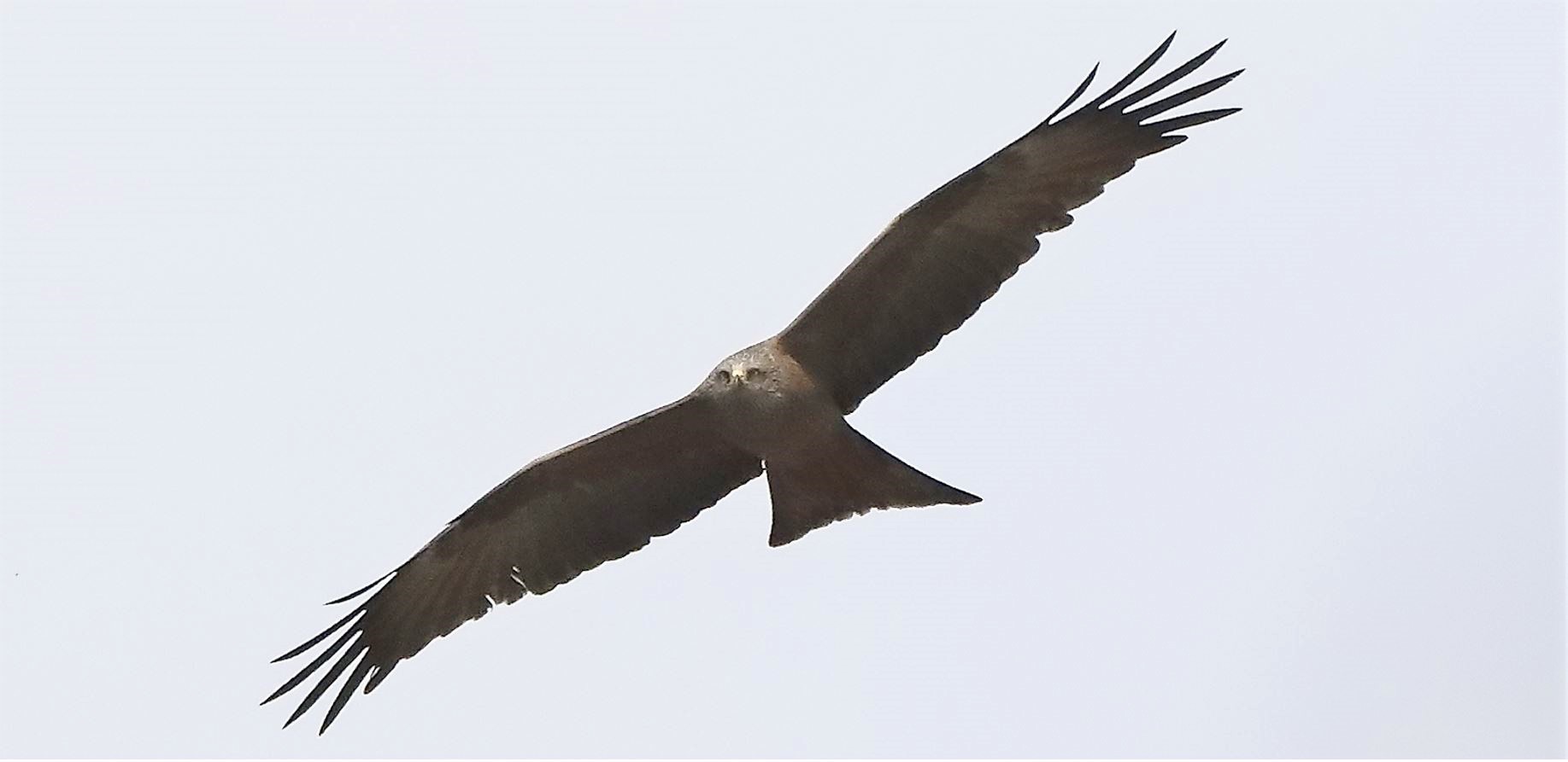 Black kite 04-04-2022